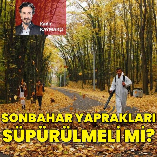 Dökülen sonbahar yapraklarını süpürmeli mi süpürmemeli mi