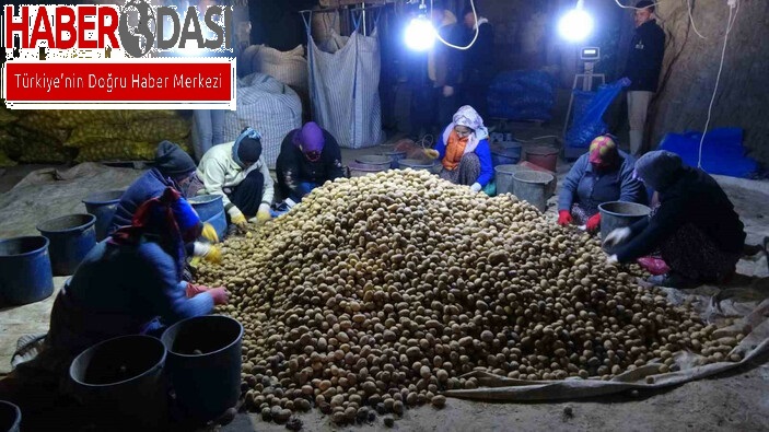 Milli patates tohumları Niğdede üretime hazır