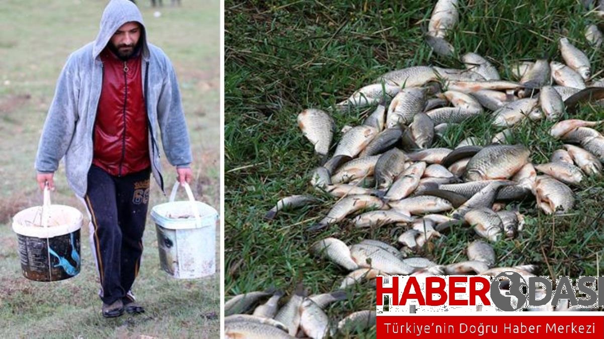 Sağanak sonrası sürüklenmişler Tarladan kova kova balık toplayıp göle bıraktılar