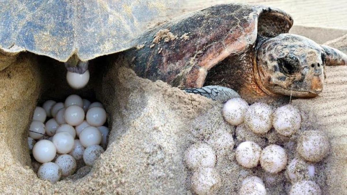 Carettaların çiftleşme sezonu geldi