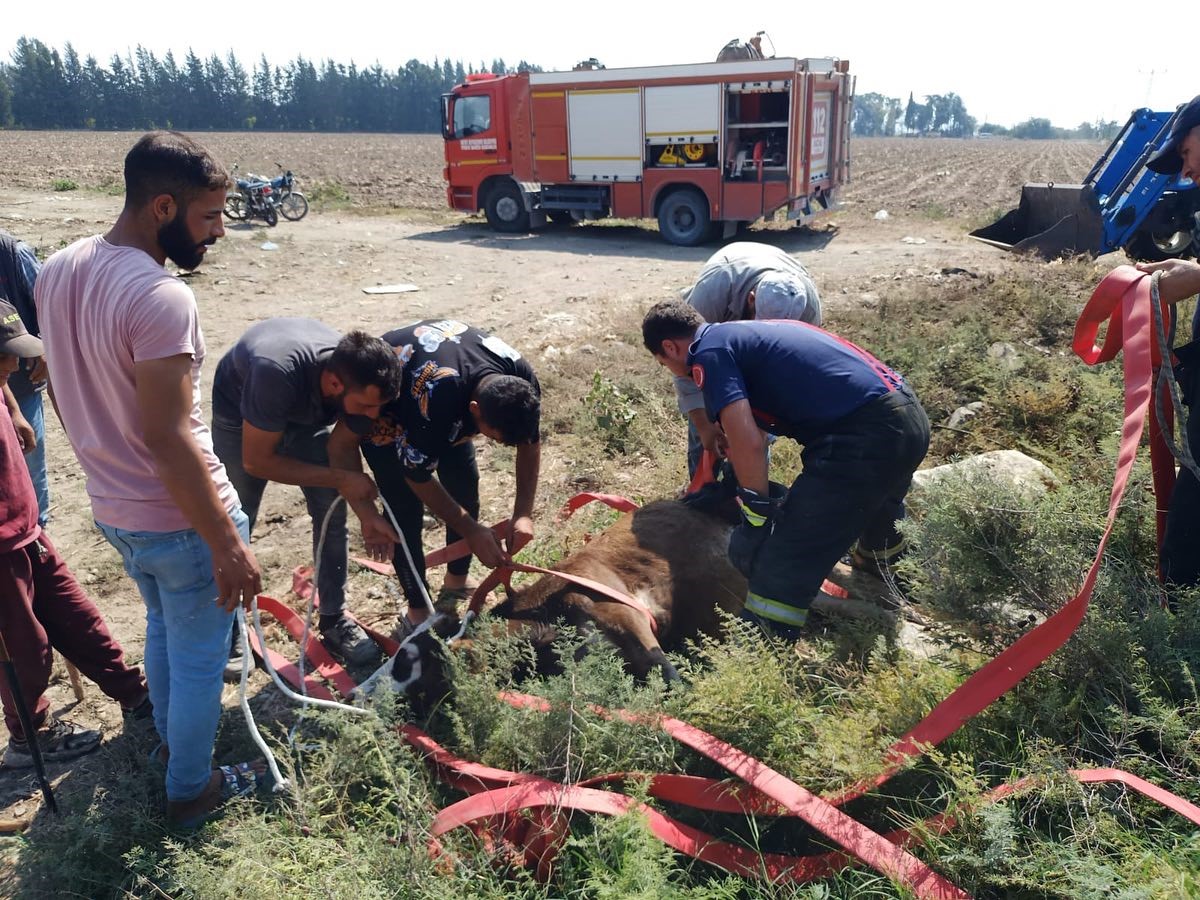 Hatayda kuyuya düşen buzağıyı itfaiye ekipleri kurtardı