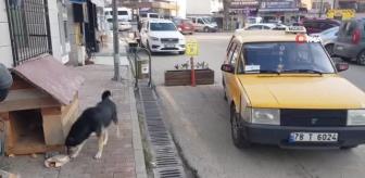 Yıllardır beslediği sokak hayvanları onun yolunu gözlüyor