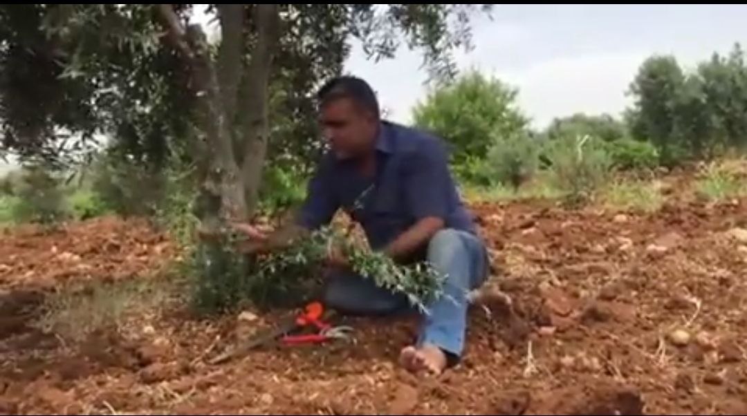 Kilisli bir vatandaşın zeytin ağacı üzerinden yaptığı gönderme düşünmem