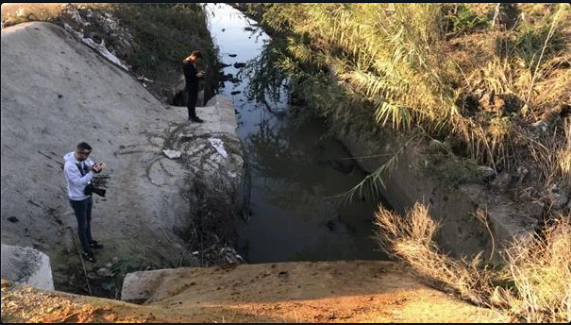 Adana da çok sayıda eşek başı bulundu