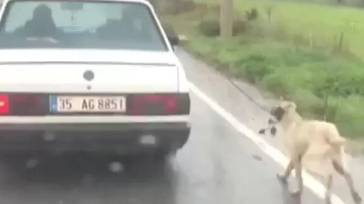 Köpeği otomobilin kapısına bağlayarak koşturdu